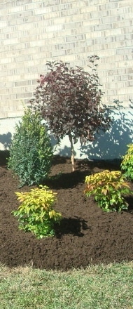 A flower bed containing small shrubs and a small tree with freshly installed mulch.
