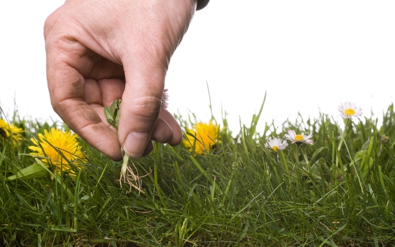 Organic Weed Control: How to Control Weeds Without Using Chemicals