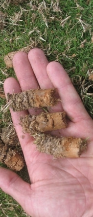 A hand holding grass seed. 