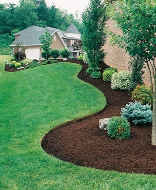 A flower bed containing pruned trees and shrubs. The flower bed has been edged and is well defined and clean. 