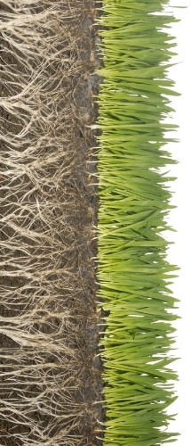 A image showing the root system of a healthy lawn. 