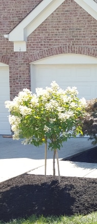 A small trimmed tree with white blooms in a neat flower bed.