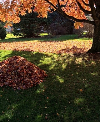 A pile of leaves ready to be removed from a property during the fall. 