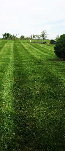 A large weed free yard with vividly green grass. 