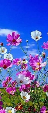 A closeup of of purple and white spring flowers against a blue and sunny sky. 