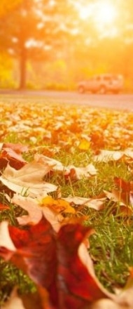 Leaves covering the ground during a fall morning. 